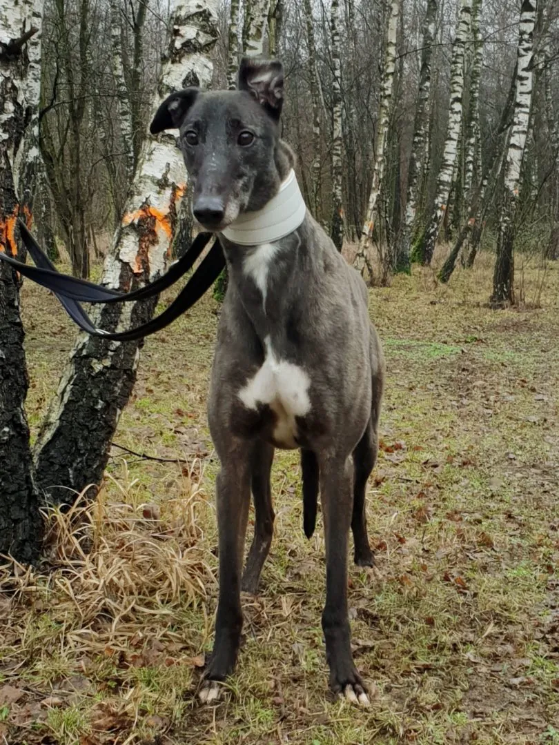 Greyhound Eddie