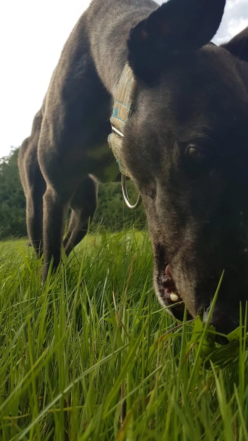 Greyhound Eddie