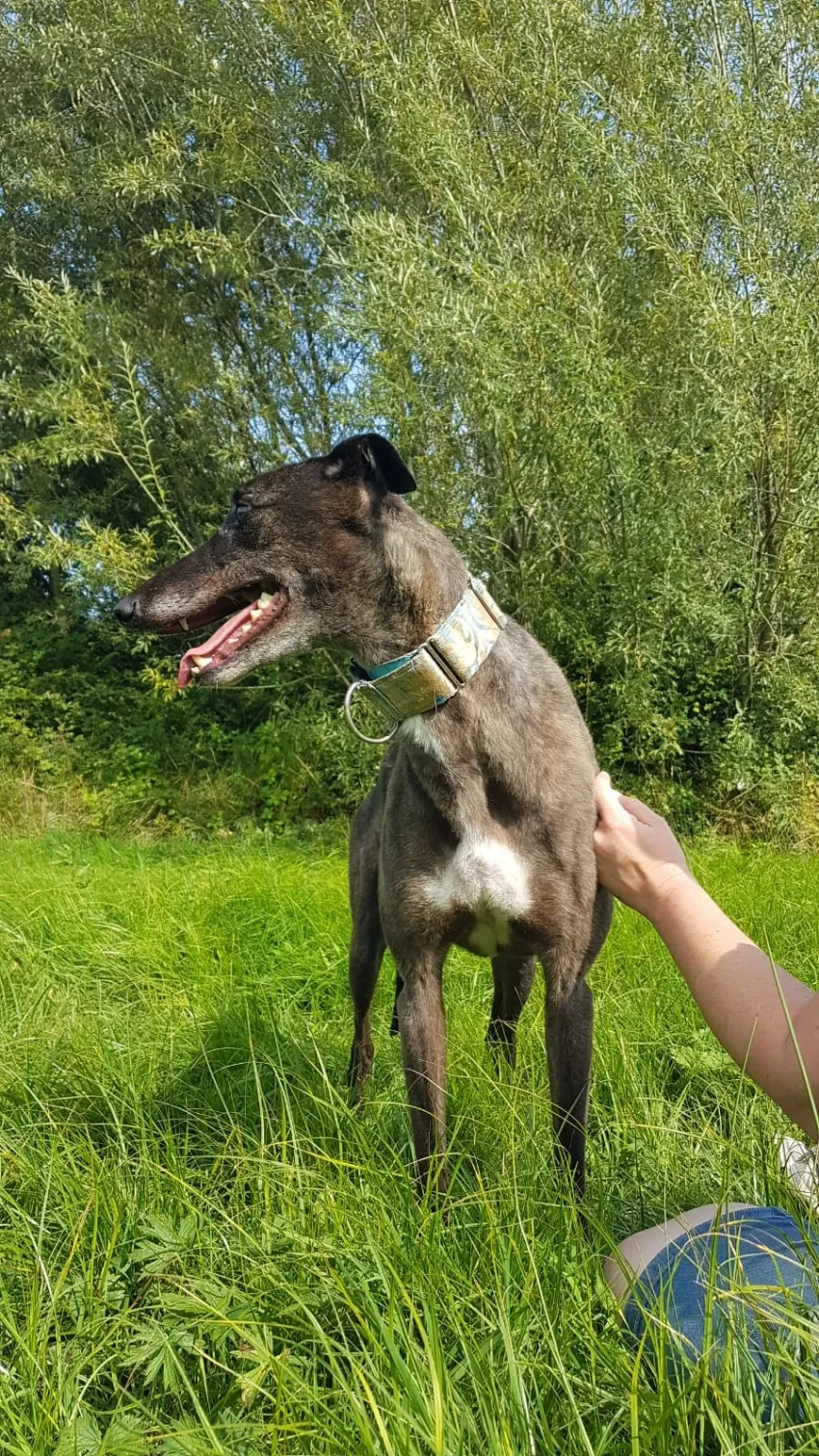 Greyhound Eddie