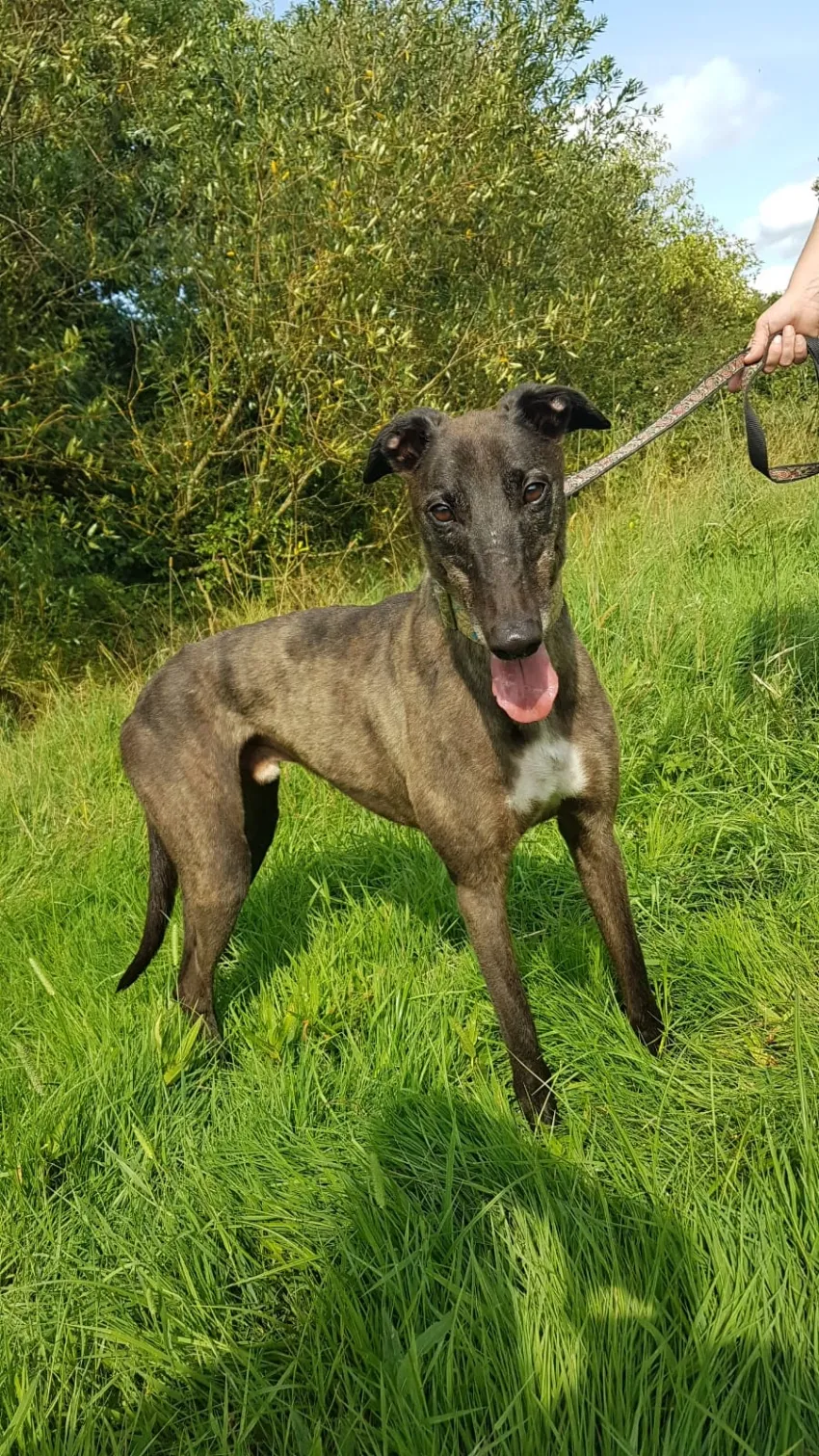 Greyhound Eddie