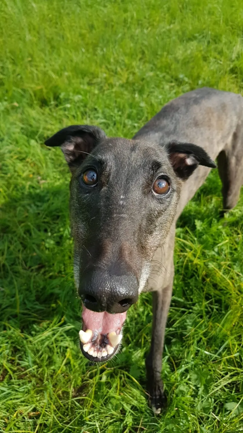 Greyhound Eddie