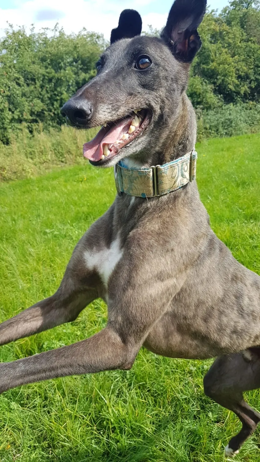 Greyhound Eddie