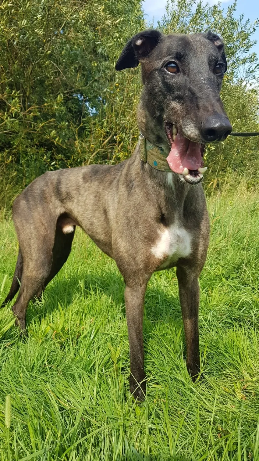 Greyhound Eddie