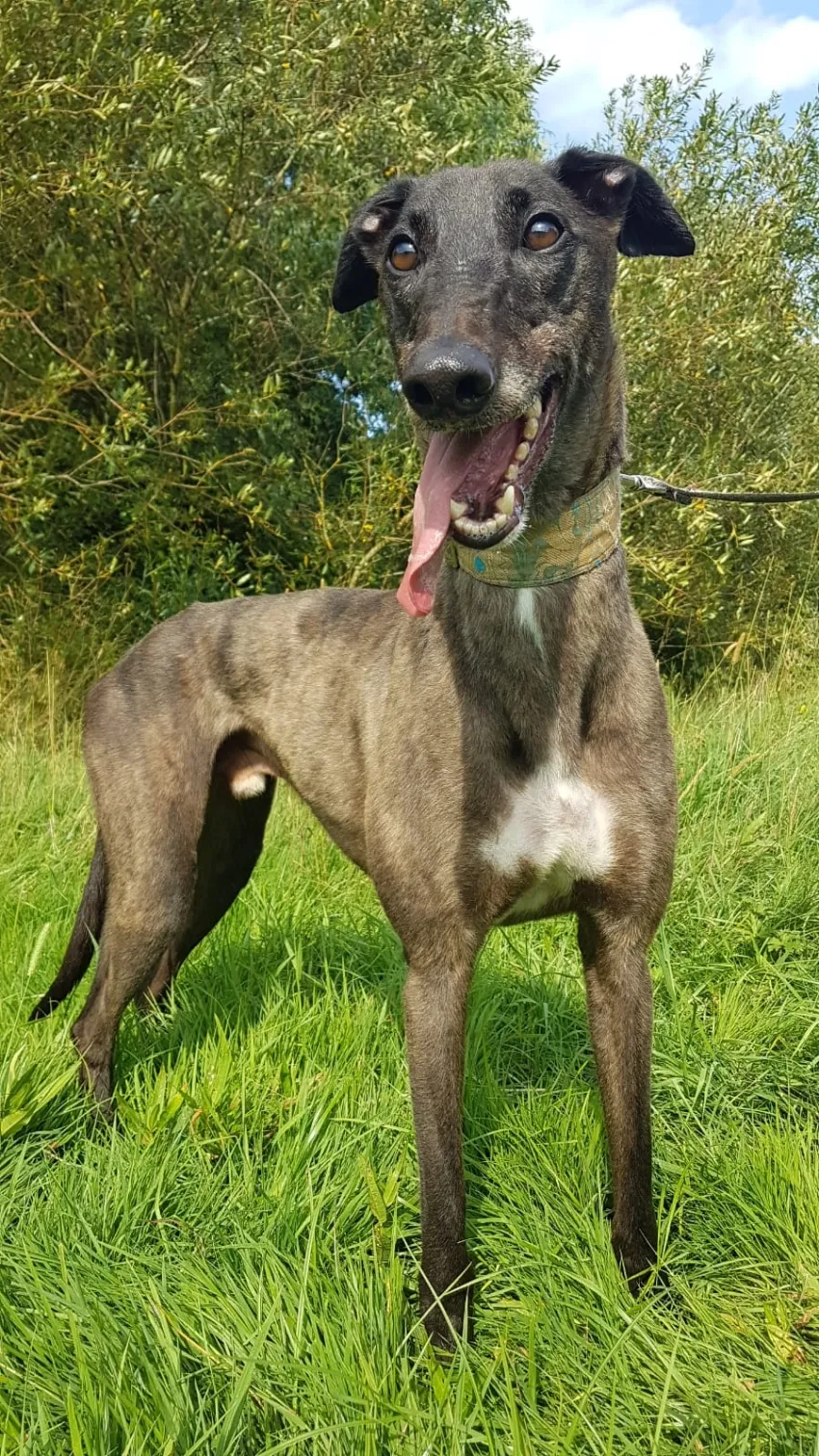 Greyhound Eddie
