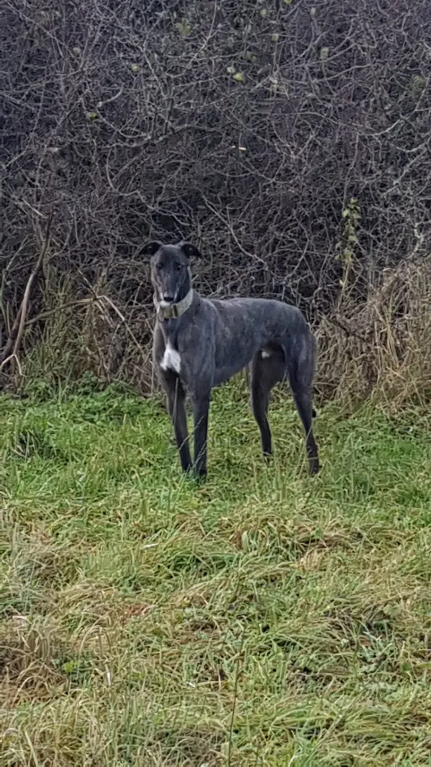 Greyhound Eddie