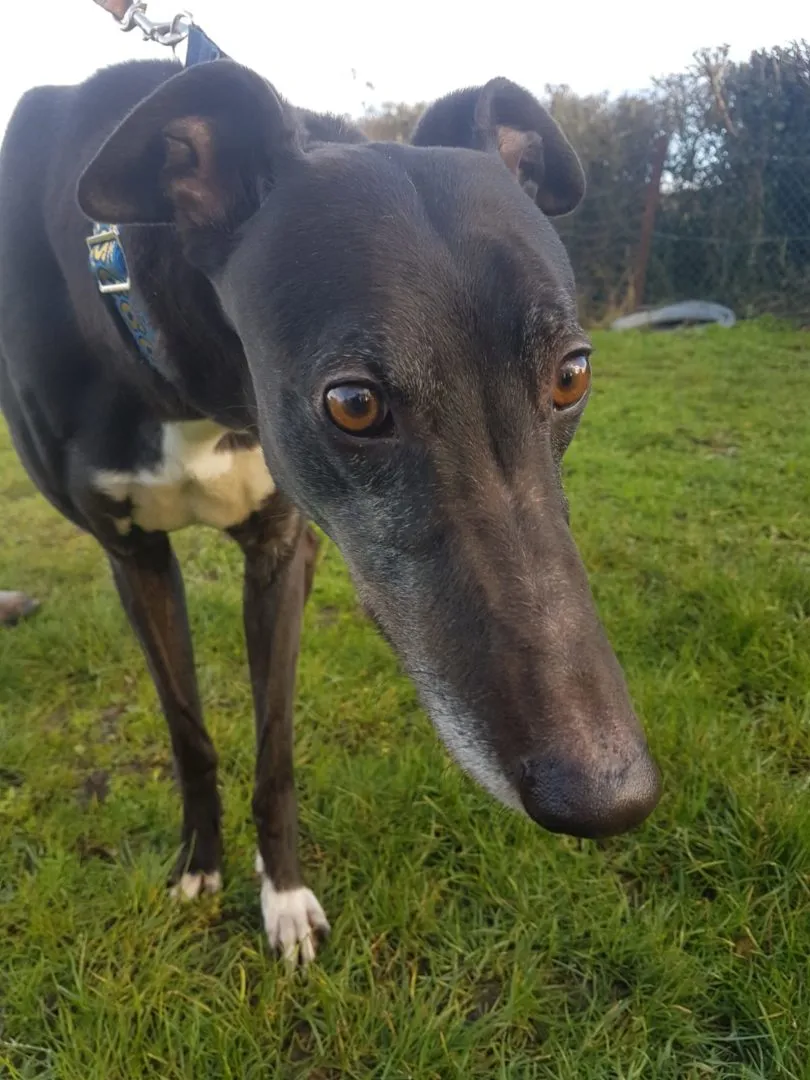 Greyhound Zora