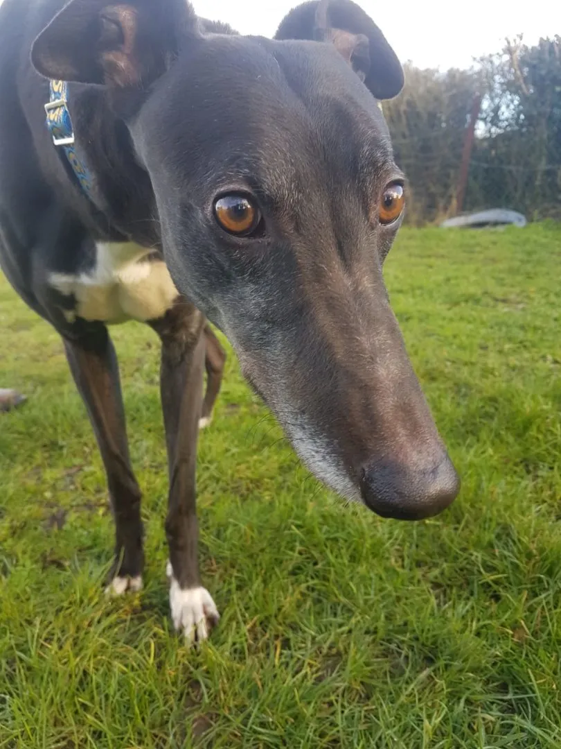 Greyhound Zora
