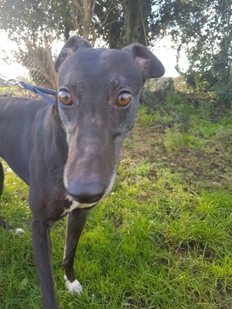 Greyhound Zora