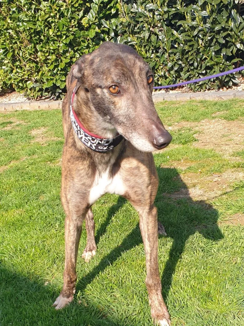 Greyhound Hugo