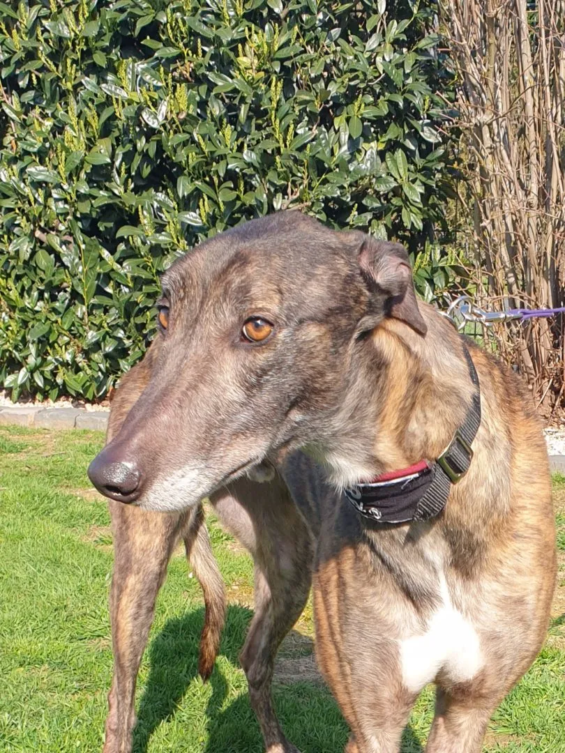 Greyhound Hugo