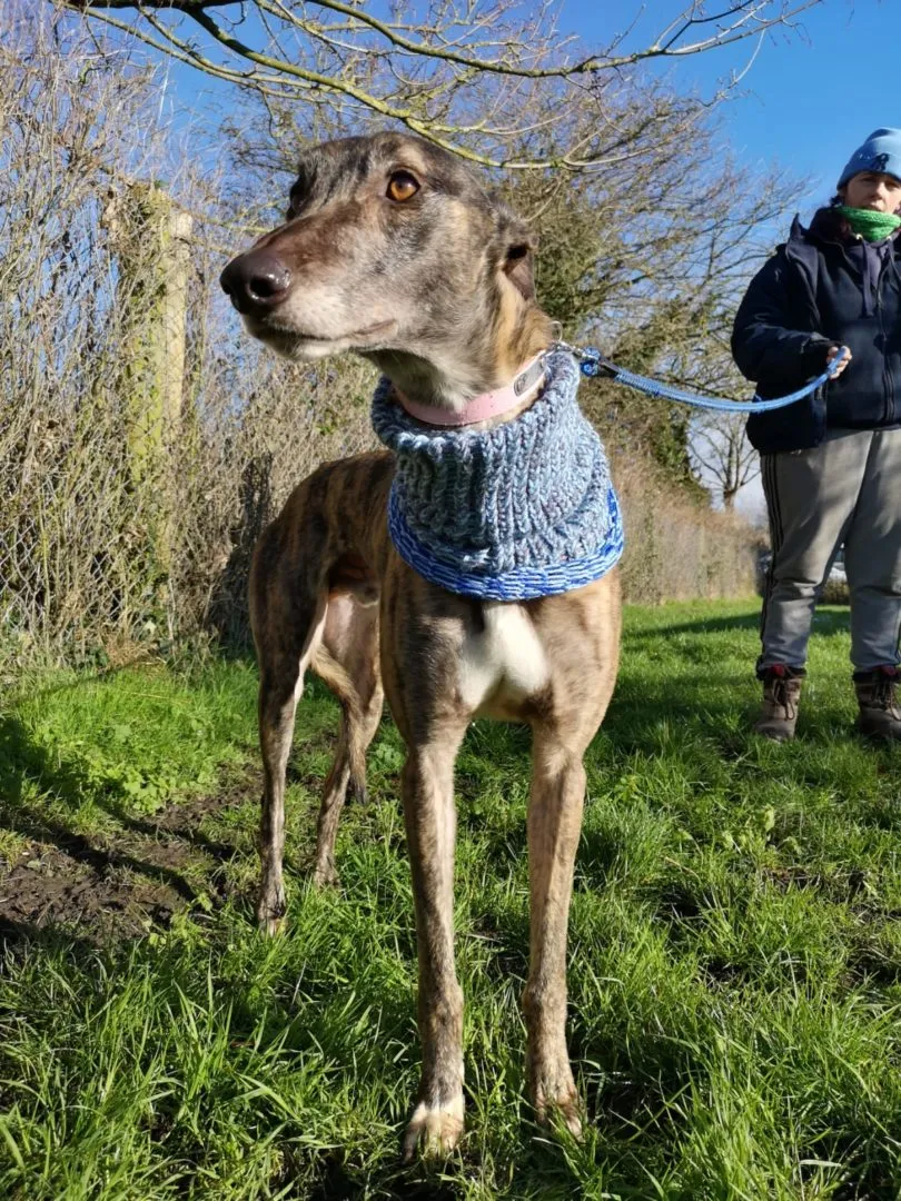 Greyhound Hugo