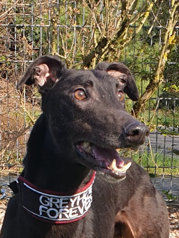Greyhound Digby