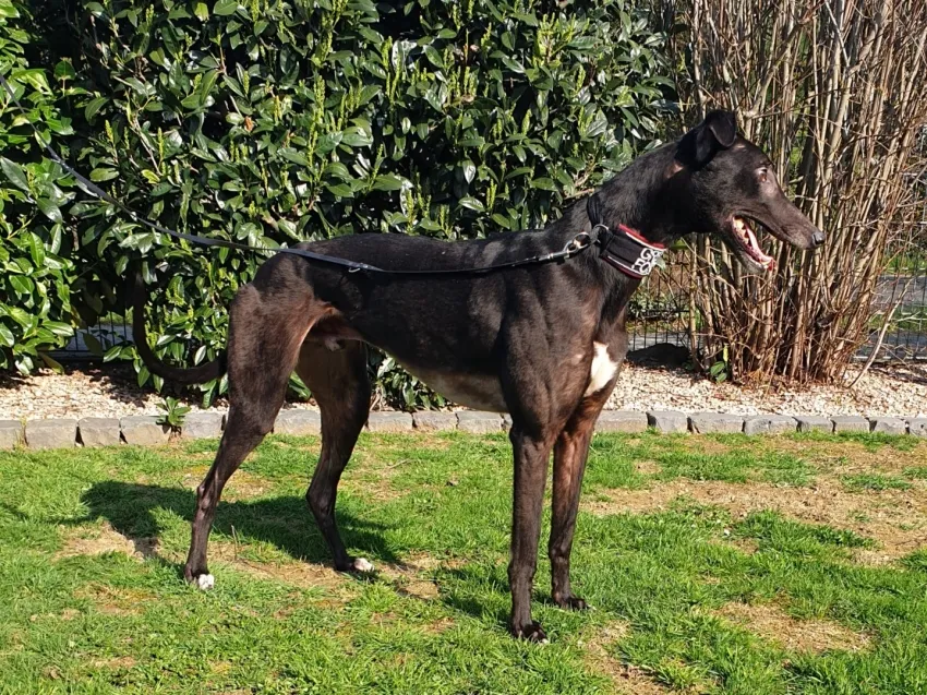 Greyhound Digby