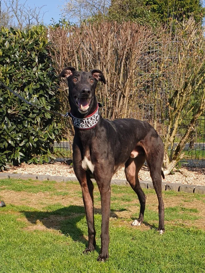 Greyhound Digby