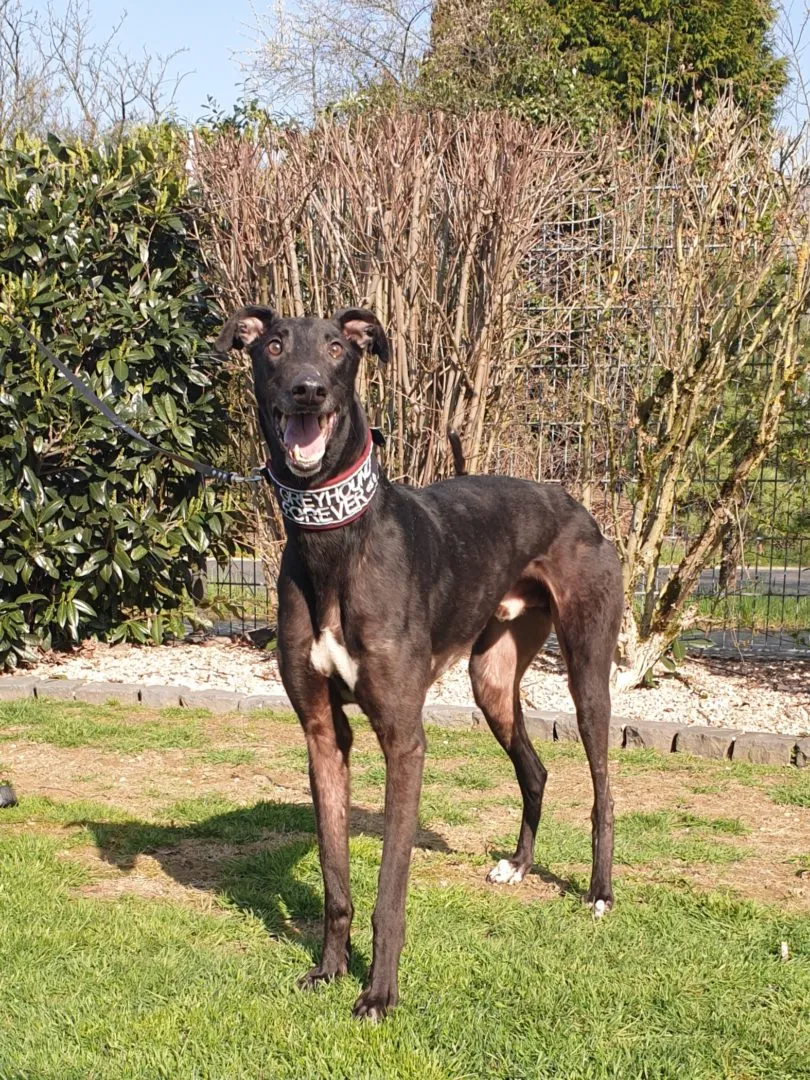 Greyhound Digby
