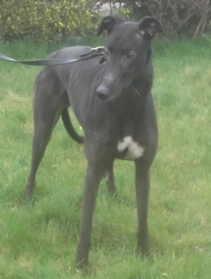 Greyhound Digby