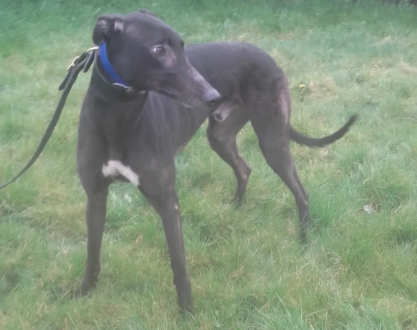 Greyhound Digby