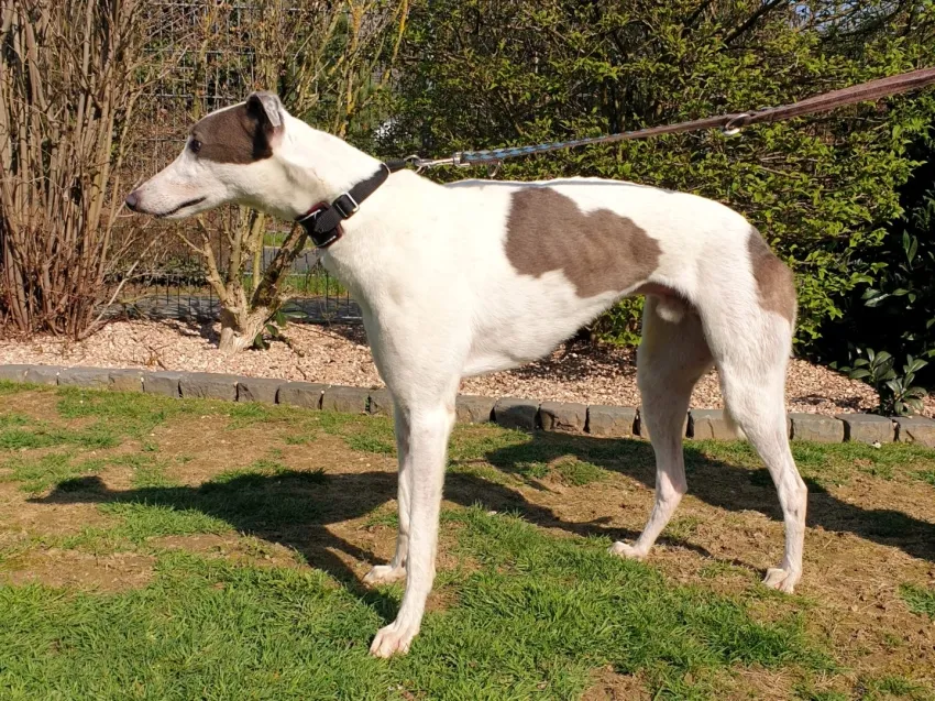 Greyhound Alvin