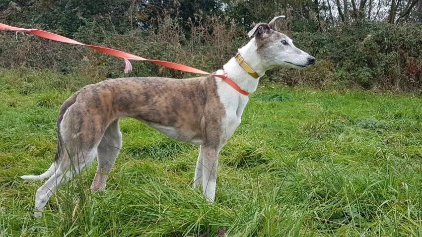 Greyhound Misty
