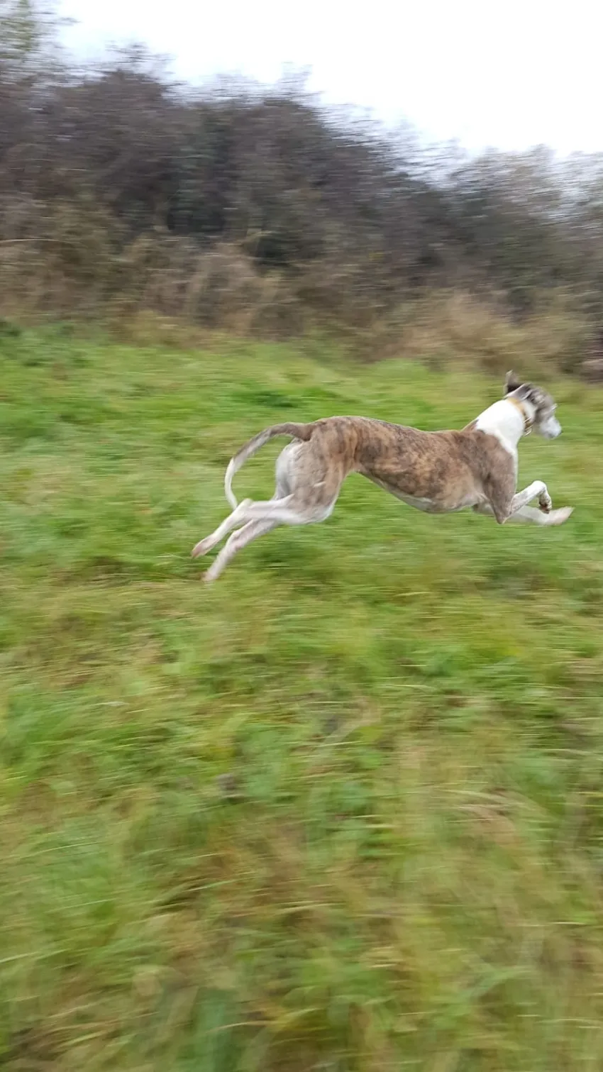 Greyhound Misty