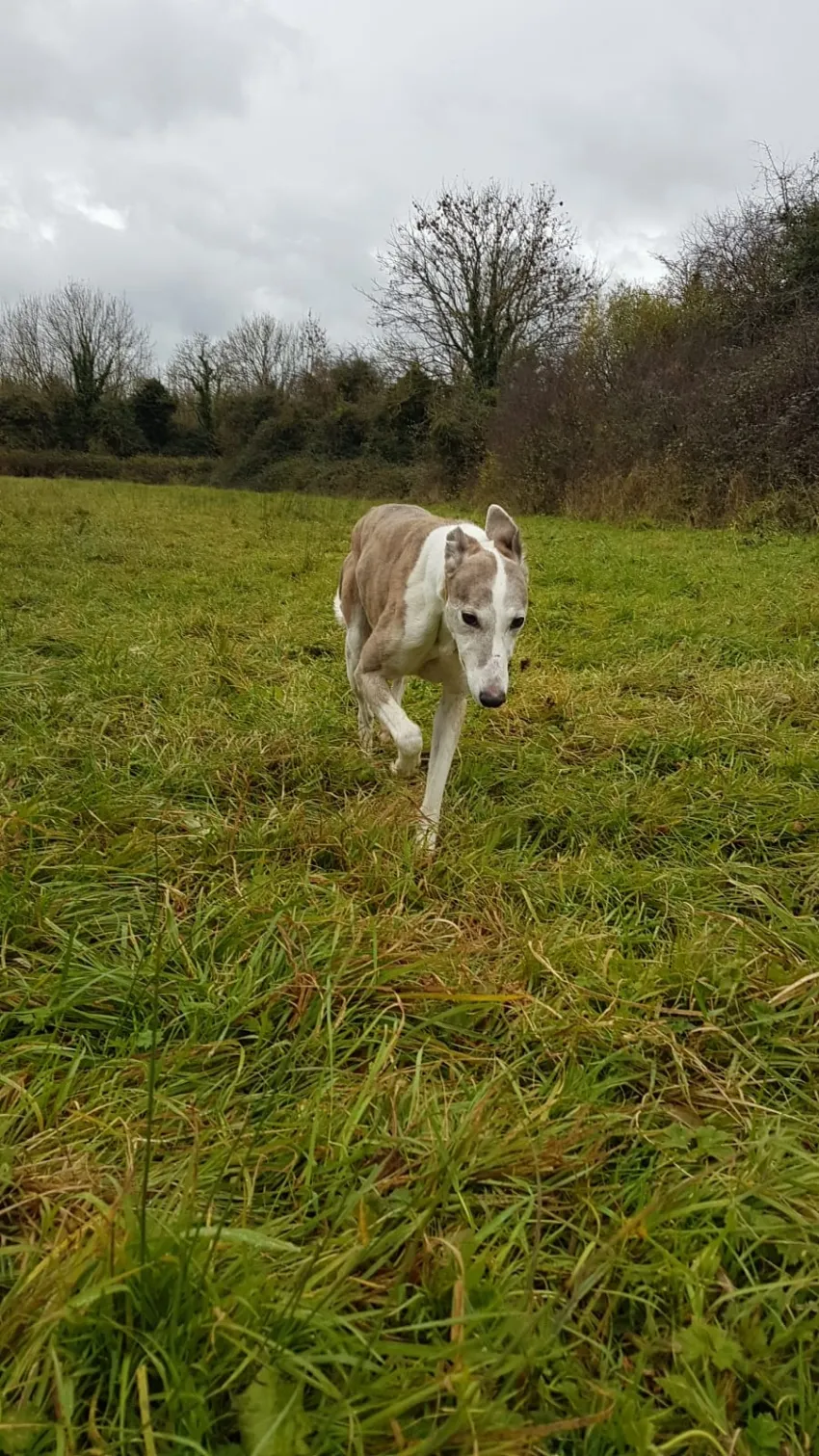 Greyhound Misty