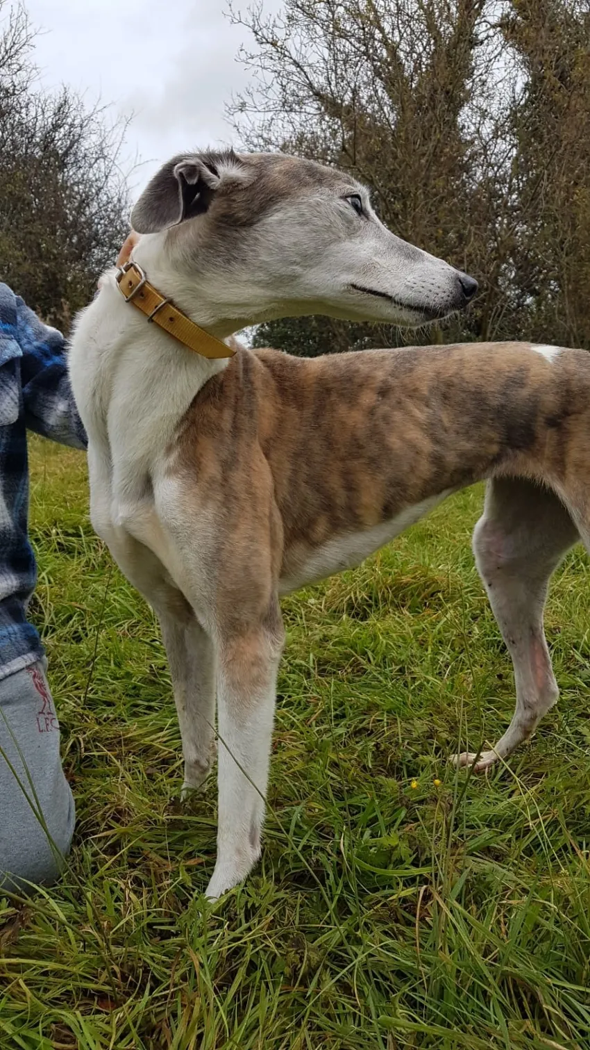 Greyhound Misty