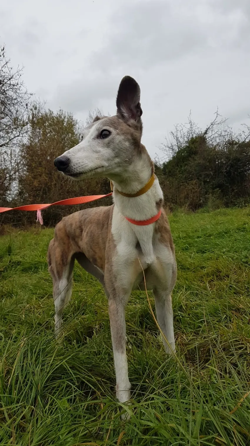 Greyhound Misty