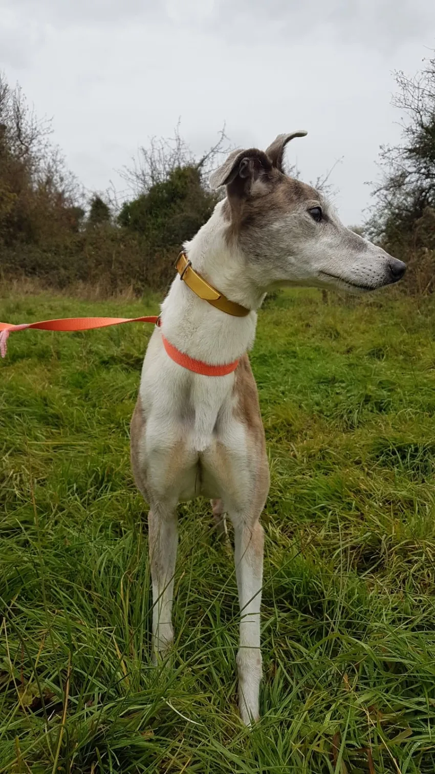 Greyhound Misty