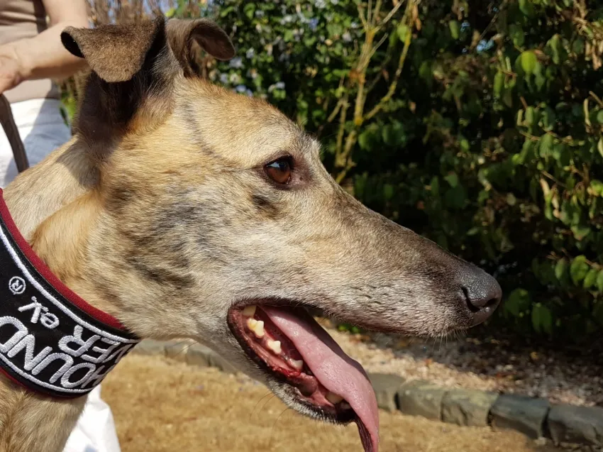 Greyhound Jaffa