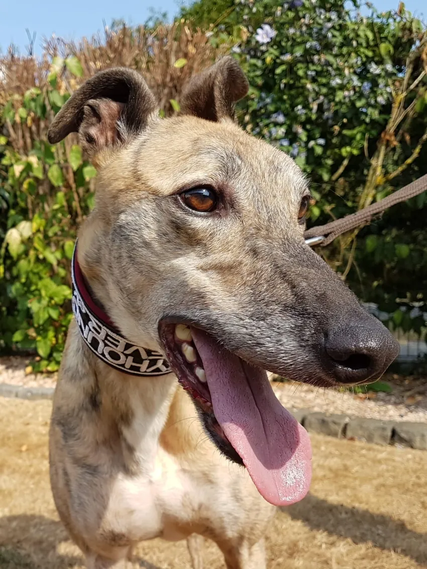 Greyhound Jaffa
