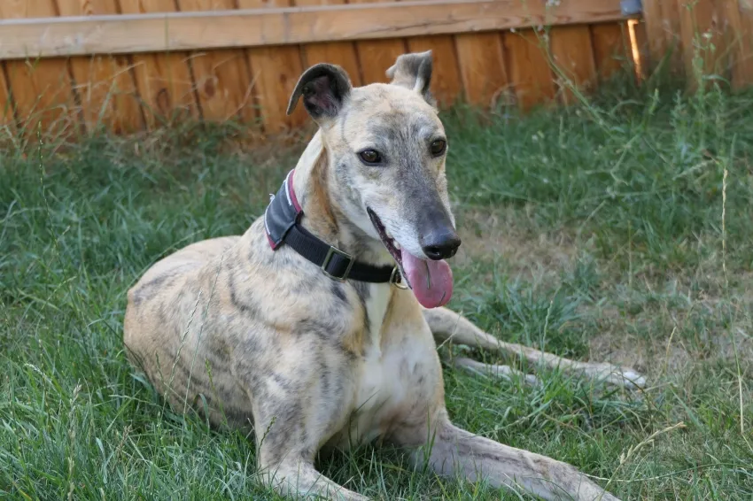 Greyhound Jaffa