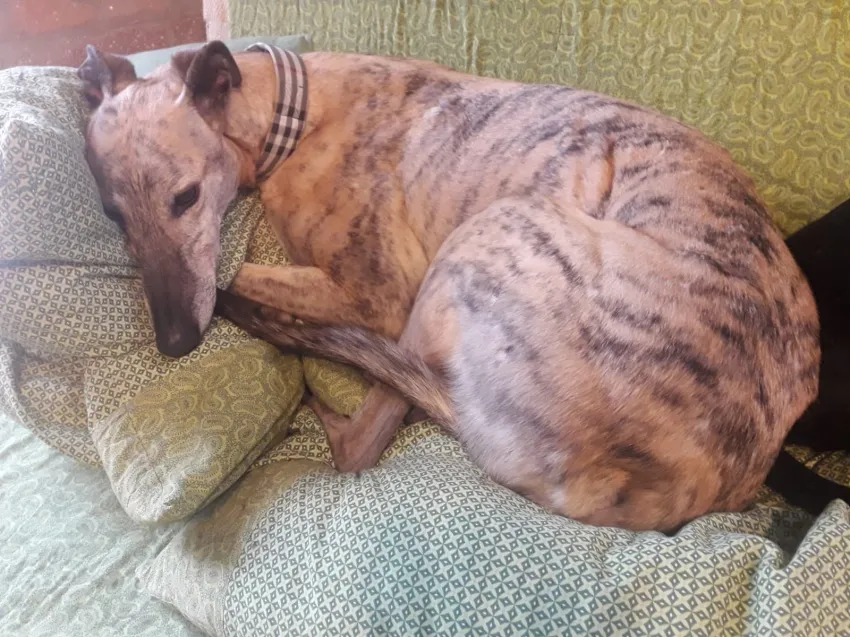 Greyhound Jaffa