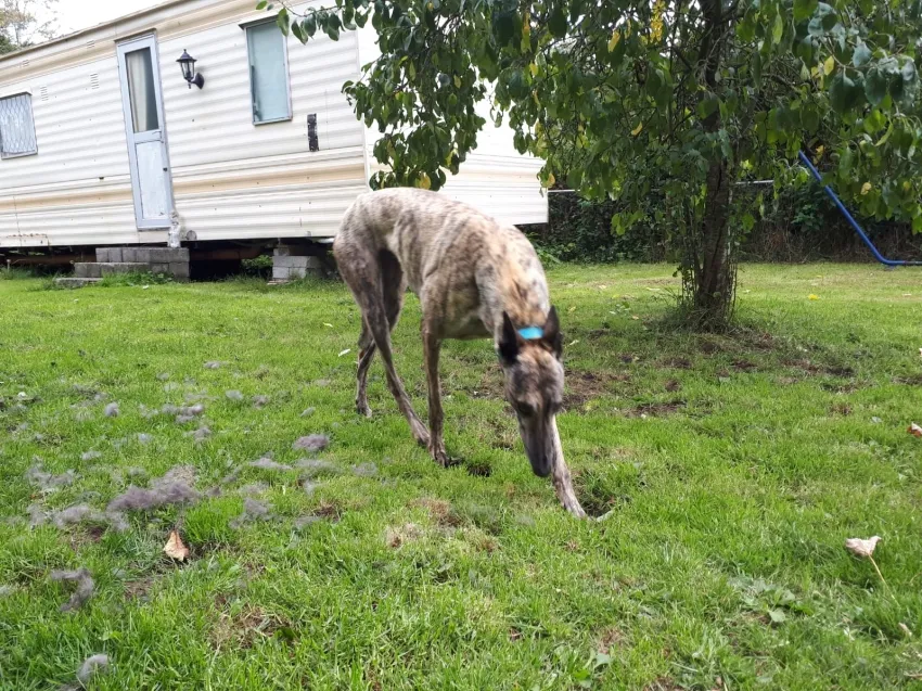 Greyhound Kerry