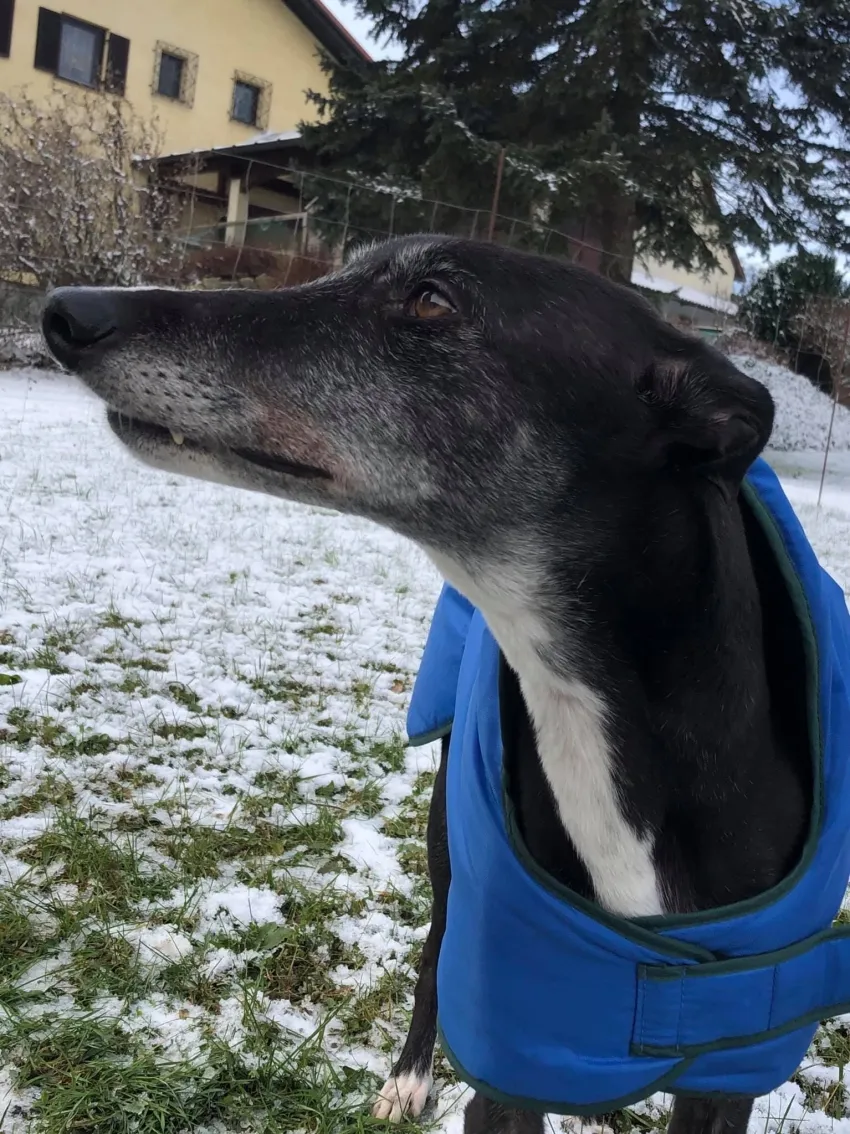 Greyhound Lisa