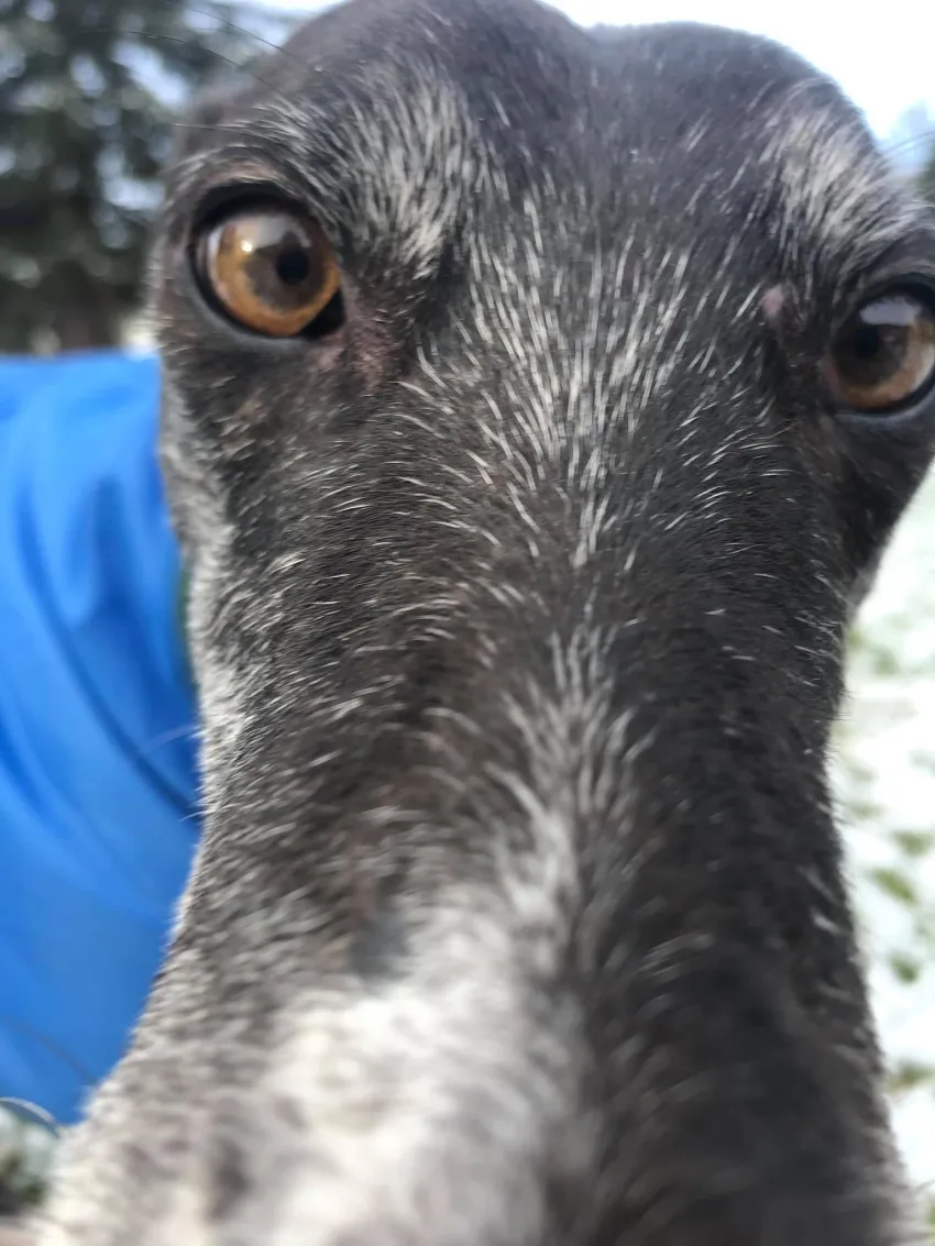 Greyhound Lisa
