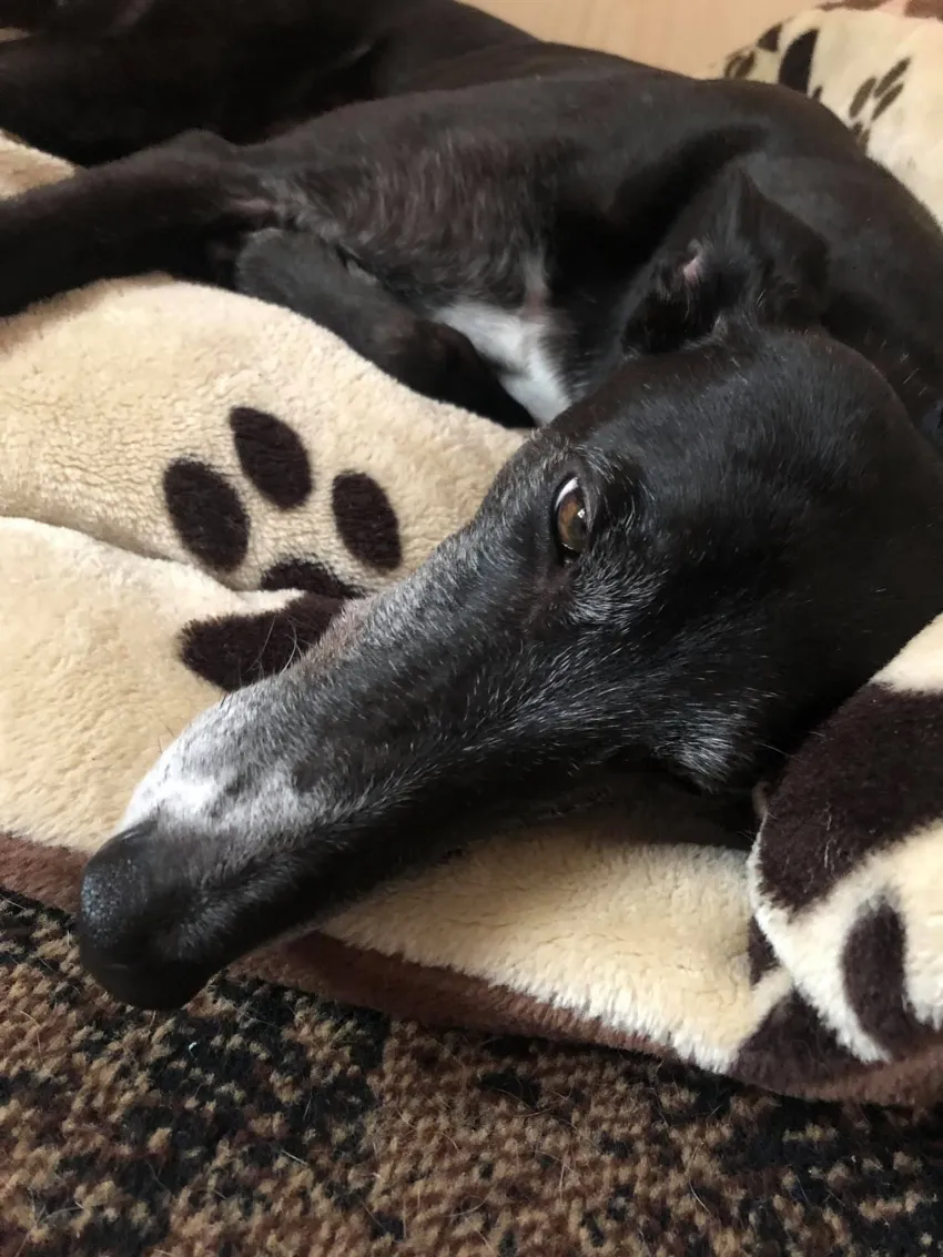 Greyhound Lisa