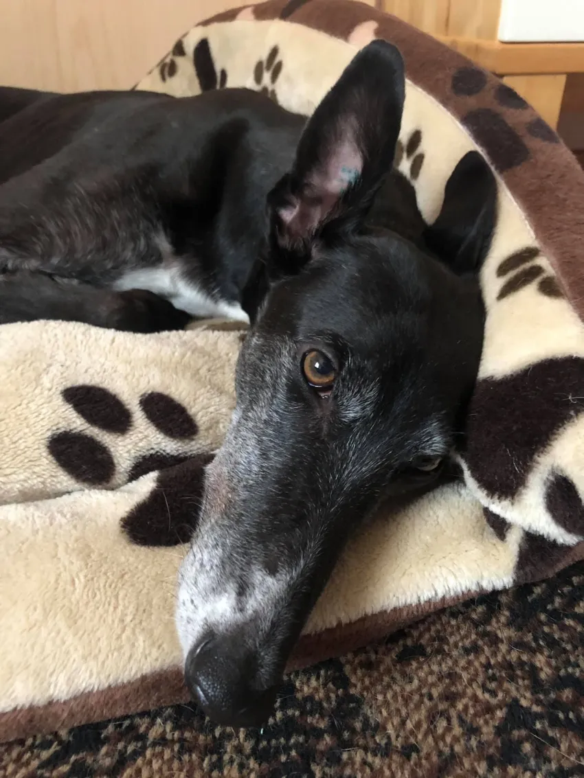 Greyhound Lisa