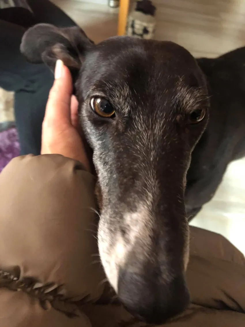 Greyhound Lisa