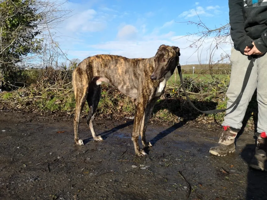 Greyhound Fionn