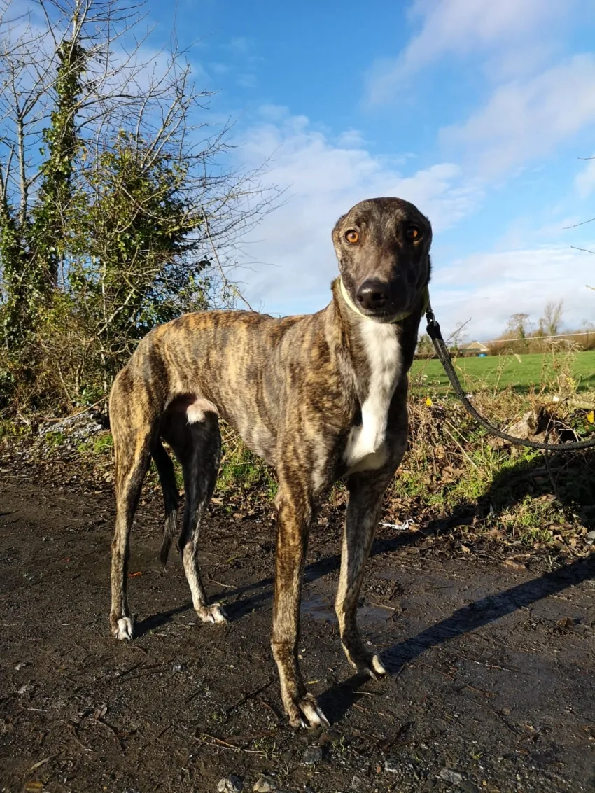 Greyhound Fionn