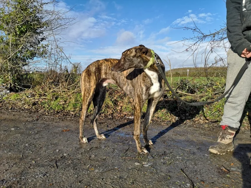 Greyhound Fionn