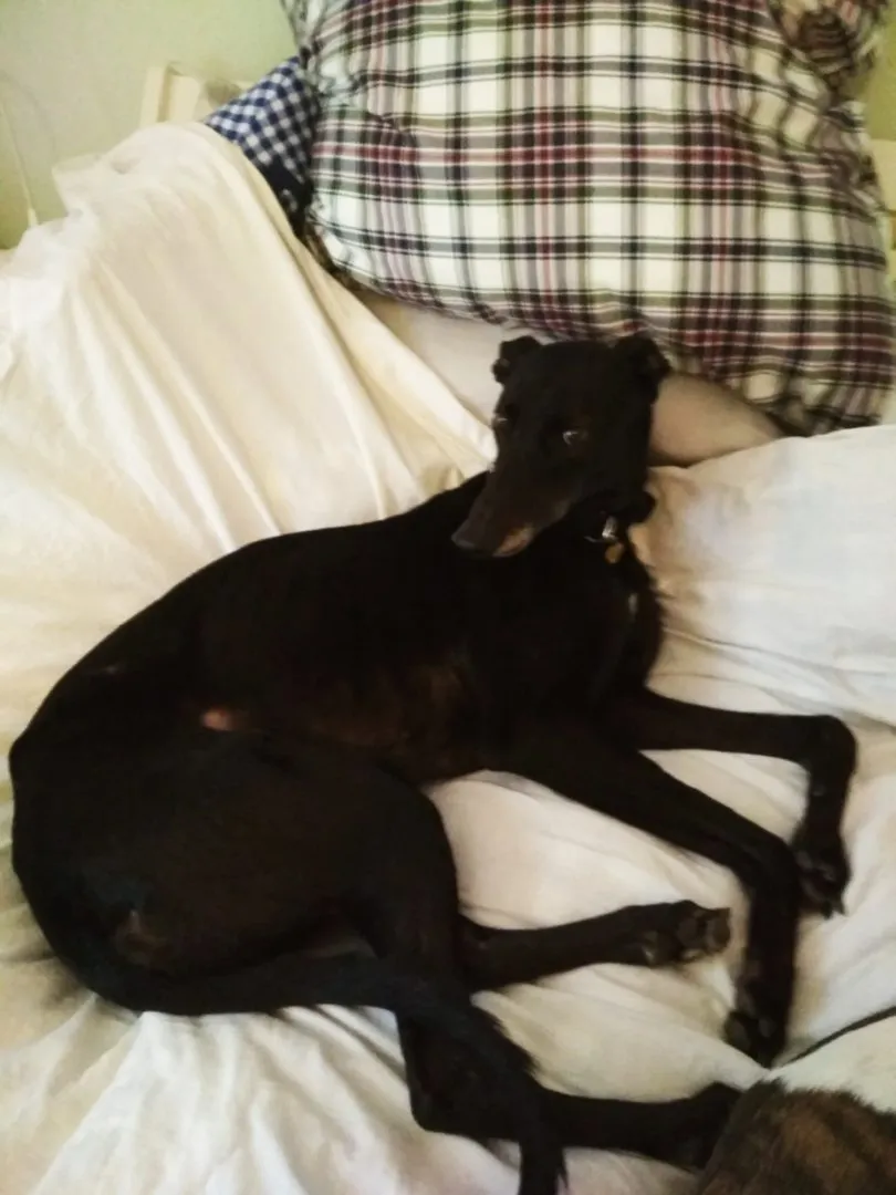 Greyhound Minnie