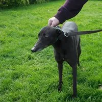 Greyhound Minnie