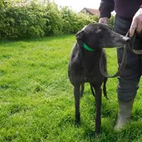 Greyhound Minnie