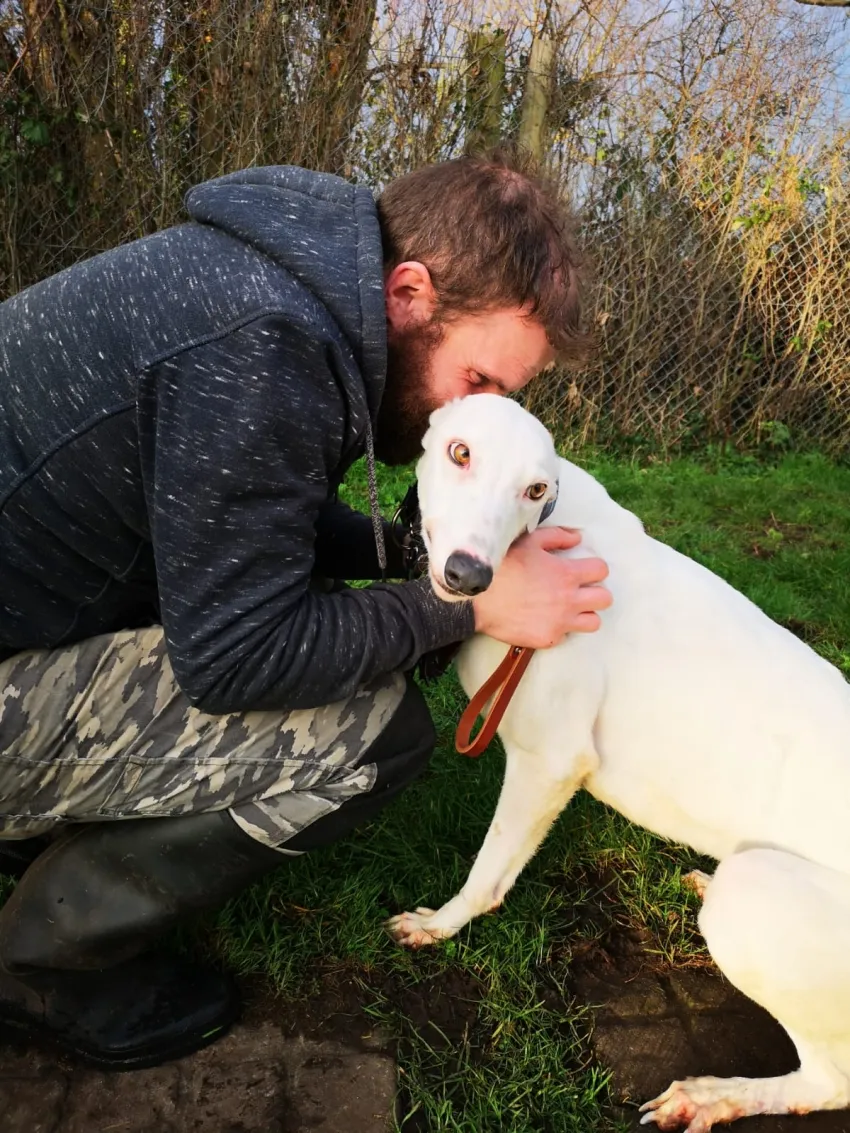 Greyhound Snow White