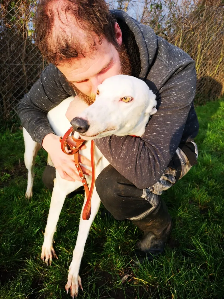 Greyhound Snow White