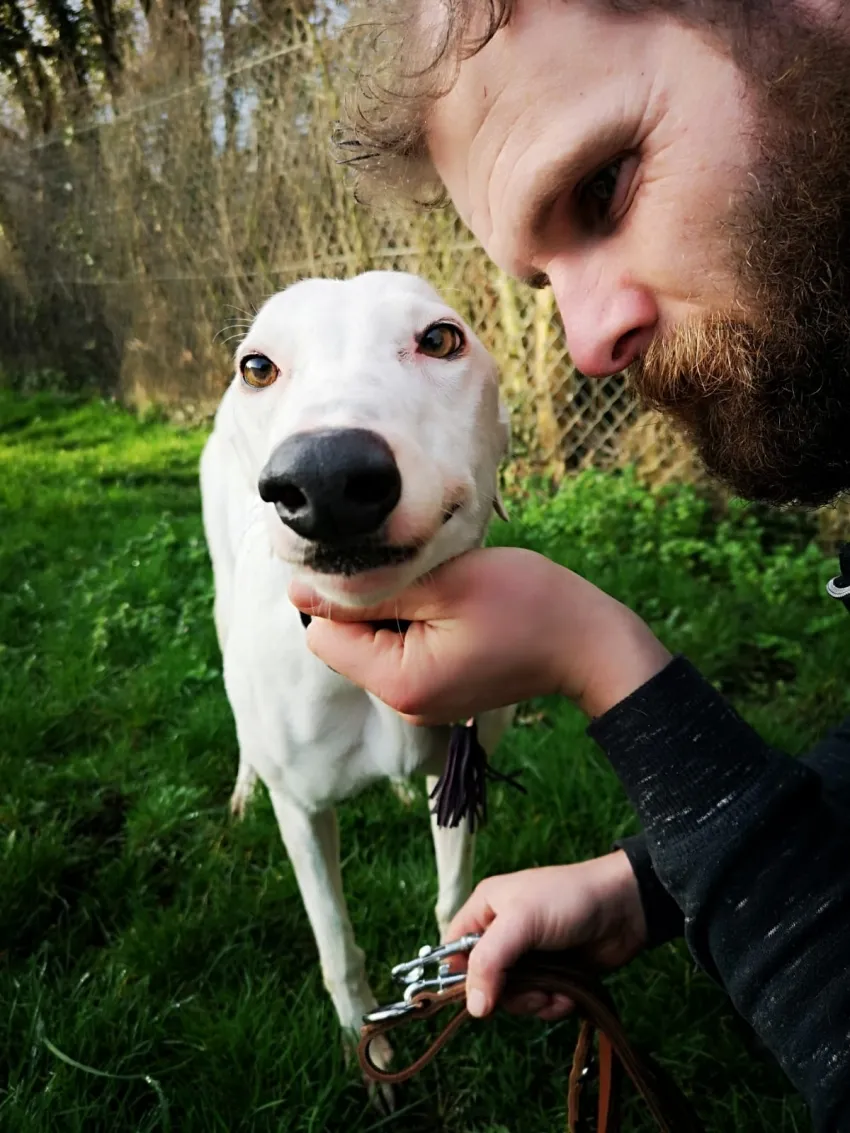 Greyhound Snow White