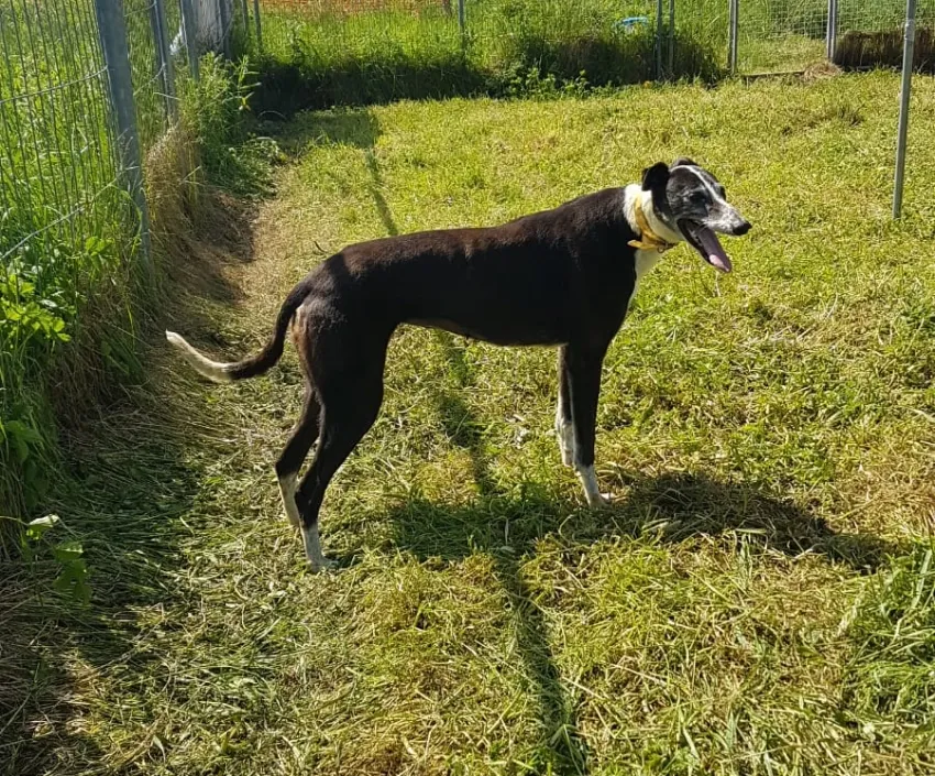 Greyhound Hannah