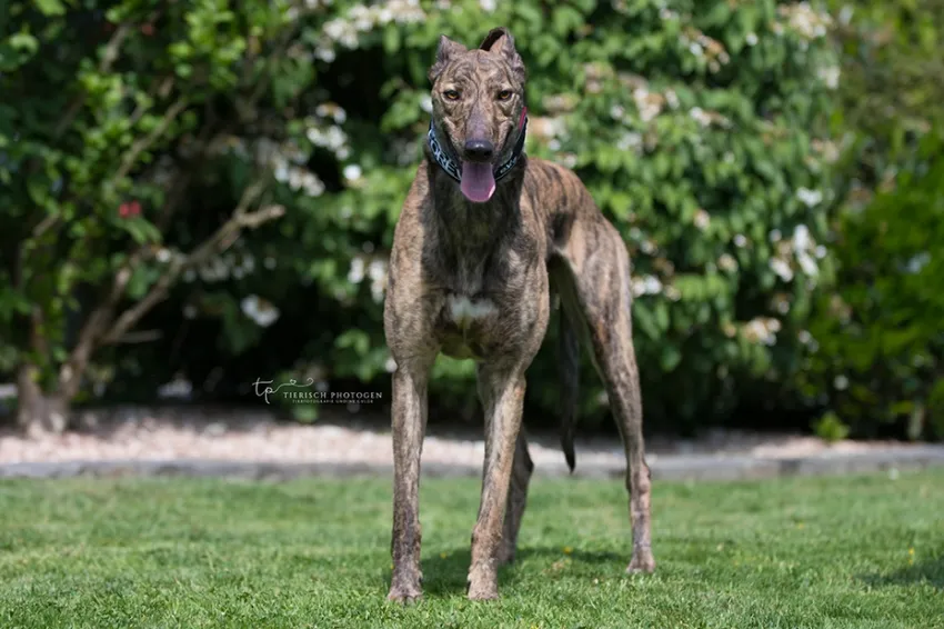 Greyhound Tommy