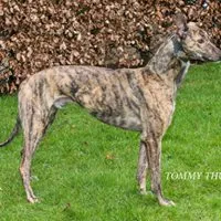 Greyhound Tommy